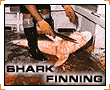 Shark Finning