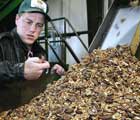 Walnuts
