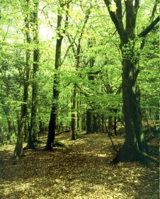All Truth passes through Three Stages: First, it is Ridiculed...
Second, it is Violently Opposed...Third, it is Accepted as being Self-Evident.- Arthur Schopenhauer (1778-1860)